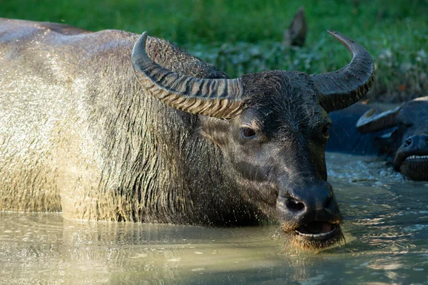 Felicità Bufalo Bagnato Crogiolo Relax — Foto Stock