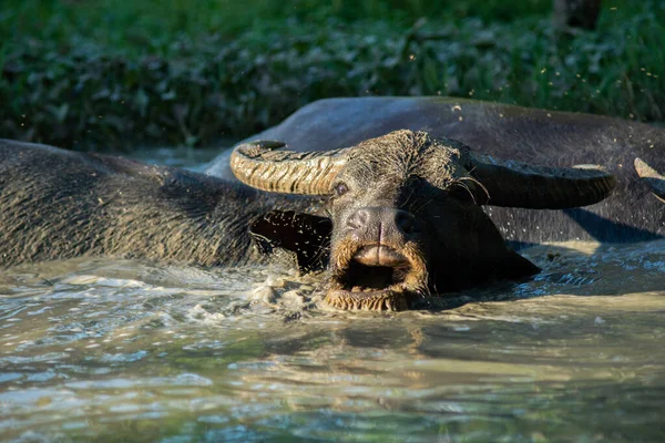 Bonheur Buffle Lorsqu Est Trempé Dans Une Vase Pour Détente — Photo