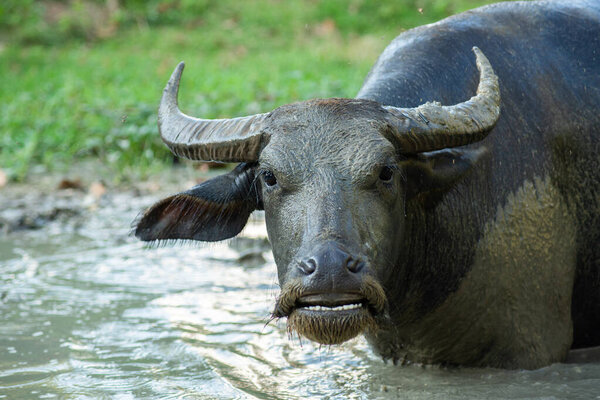 The happiness of a buffalo when soaked in a wallow for relaxation