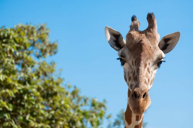 Zürafa önündekilere şüpheyle baktı. Zürafanın yaşam alanı genellikle Afrika savanalarında, çayırlarda ya da açık ormanlık alanlarda bulunur.