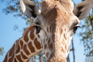 Zürafa önündekilere şüpheyle baktı. Zürafanın yaşam alanı genellikle Afrika savanalarında, çayırlarda ya da açık ormanlık alanlarda bulunur.