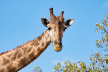Zürafa önündekilere şüpheyle baktı. Zürafanın yaşam alanı genellikle Afrika savanalarında, çayırlarda ya da açık ormanlık alanlarda bulunur.