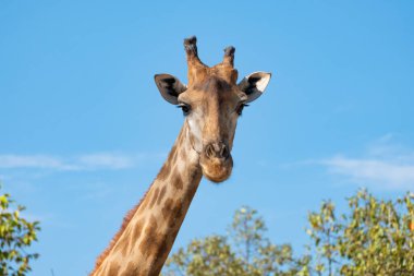 Zürafa önündekilere şüpheyle baktı. Zürafanın yaşam alanı genellikle Afrika savanalarında, çayırlarda ya da açık ormanlık alanlarda bulunur.