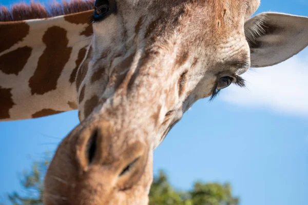 Жираф Посмотрел Впереди Подозрением Жираф Обычно Обитает Африканских Саваннах Лугах — стоковое фото