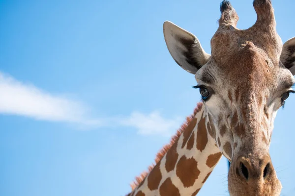 Жираф Посмотрел Впереди Подозрением Жираф Обычно Обитает Африканских Саваннах Лугах — стоковое фото
