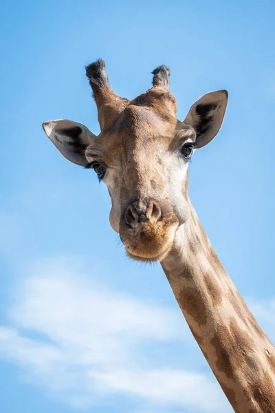 Żyrafa Patrzyła Czeka Podejrzeniem Siedlisko Żyrafy Występuje Zazwyczaj Afrykańskich Sawannach — Zdjęcie stockowe