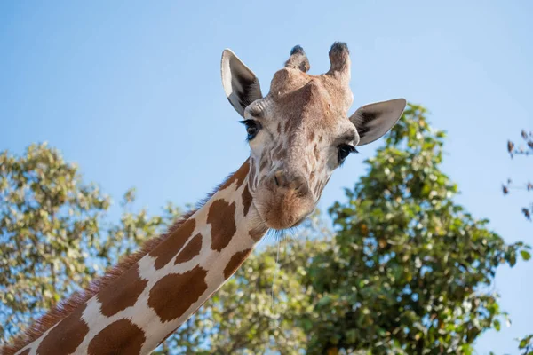 Girafe Regarda Qui Était Devant Elle Avec Suspicion Habitat Girafe — Photo