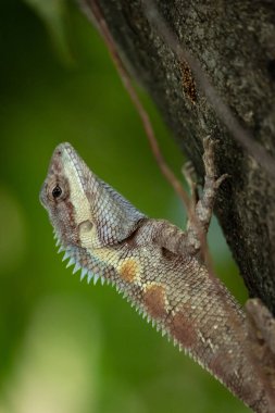 Ağaçtaki mavi kertenkele