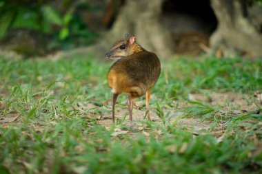 Küçük fare geyiği bir geyiğe benzer, ve hayvanın toynakları, dünyanın en küçüğü..