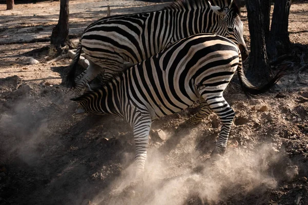 Zebra Strijd Overheersing Binnen Kudde — Stockfoto