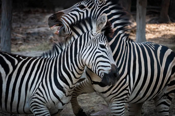 Zebra Battle Domination Herd — Stock Photo, Image