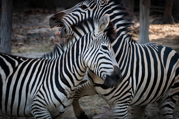 The zebra's battle for domination within the herd