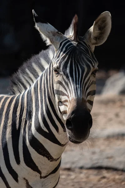 Zebras Ränder Kanske Tjänar Till Att Blända Och Förvirra Rovdjur — Stockfoto