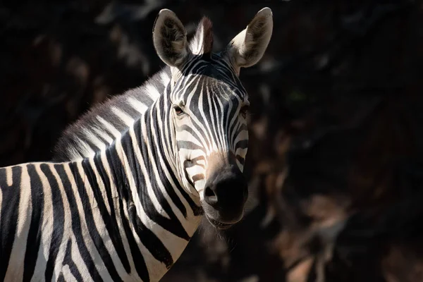Zebras Ränder Kanske Tjänar Till Att Blända Och Förvirra Rovdjur — Stockfoto