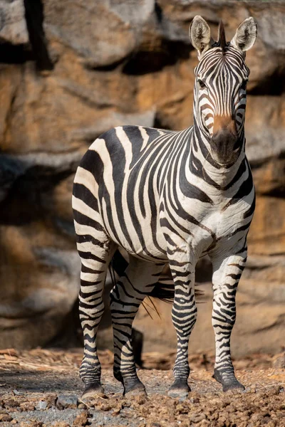 Zebras Ränder Kanske Tjänar Till Att Blända Och Förvirra Rovdjur — Stockfoto