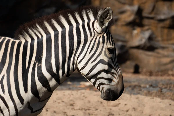 Zebras Stripes Perhaps Serve Dazzle Confuse Predators Biting Insects Control — Stock Photo, Image