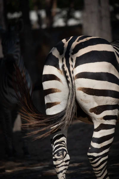 Close Van Billen Van Zebra — Stockfoto