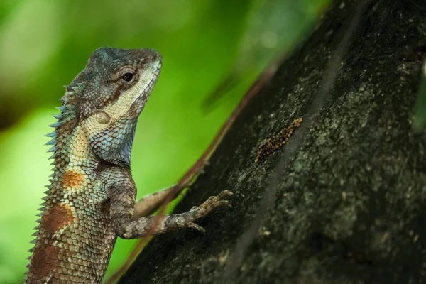 Blue Lizard Tree — Stock Photo, Image