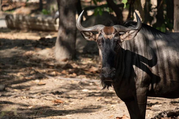 Wildebeest Żyje Otwartych Polach Lasach Afryki Środkowej Południowej Wschodniej Zwłaszcza — Zdjęcie stockowe