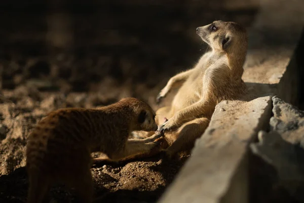 Meerkat Prélasse Matin Pour Réchauffer Corps Comportement Meerkat — Photo