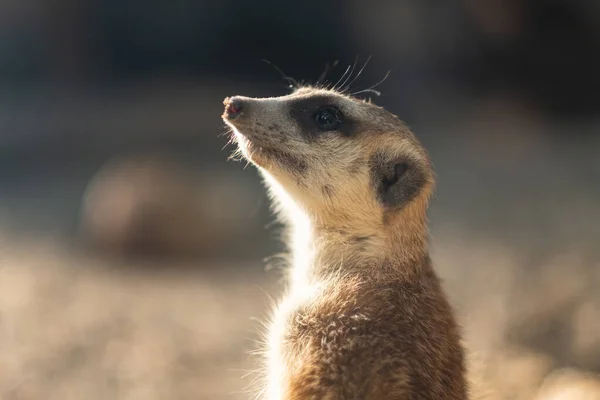 Meerkat Reggel Sütkérezik Hogy Felmelegítse Testet Meerkat Viselkedése — Stock Fotó