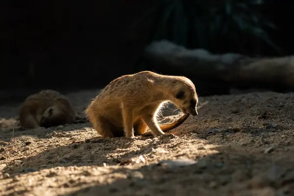 Meerkatは体を暖めるために朝に戻ります ミーアキャットの行動 — ストック写真