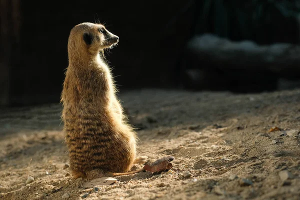 Meerkat Zal Zich Morgens Koesteren Het Lichaam Warmen Gedrag Van — Stockfoto