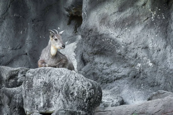 Overdag Rust Goral Vaak Uit Ligt Hij Kliffen Rotsachtige Velden — Stockfoto