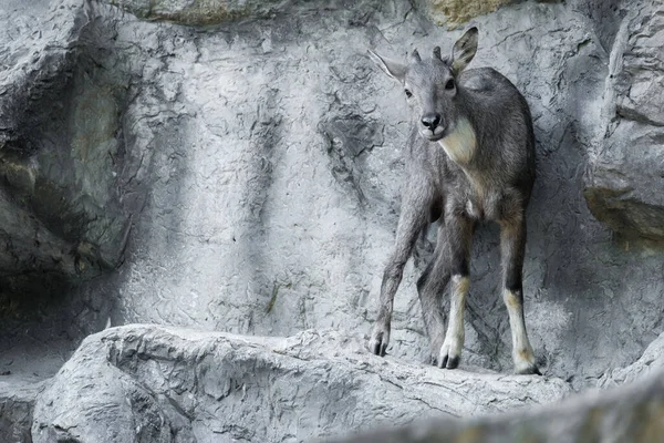 Durante Día Goral Menudo Descansa Acuesta Acantilados Campos Rocosos Bosques — Foto de Stock