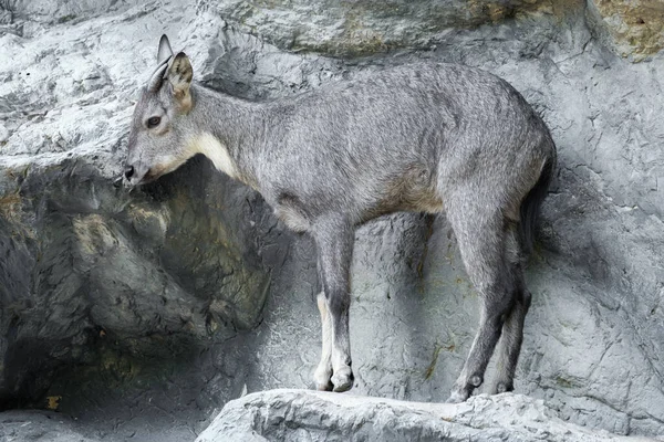 Durante Dia Goral Muitas Vezes Descansar Mentir Falésias Campos Rochosos — Fotografia de Stock