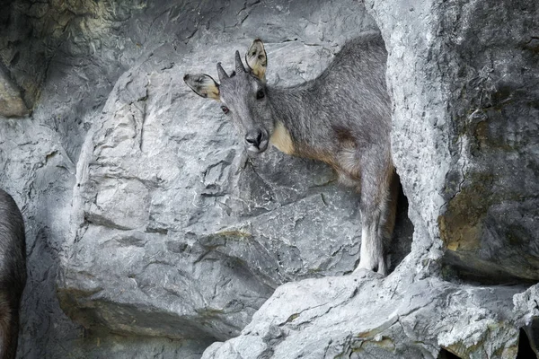 Durante Dia Goral Muitas Vezes Descansar Mentir Falésias Campos Rochosos — Fotografia de Stock