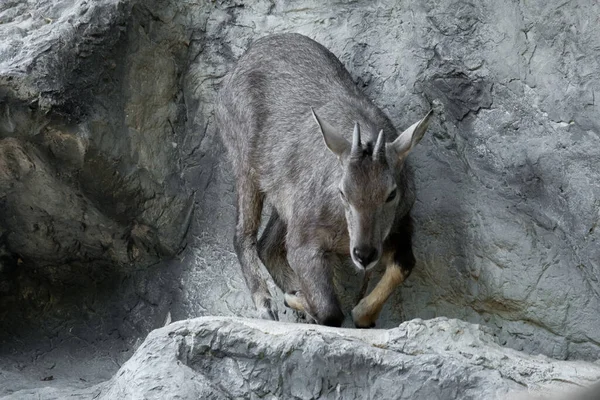 Durante Día Goral Menudo Descansa Acuesta Acantilados Campos Rocosos Bosques — Foto de Stock