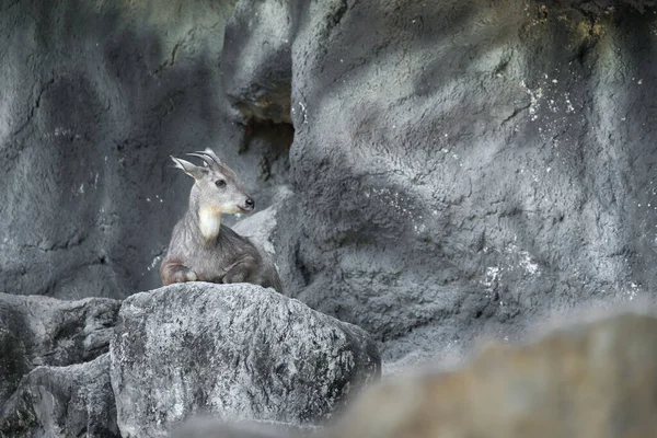 Durante Dia Goral Muitas Vezes Descansar Mentir Falésias Campos Rochosos — Fotografia de Stock