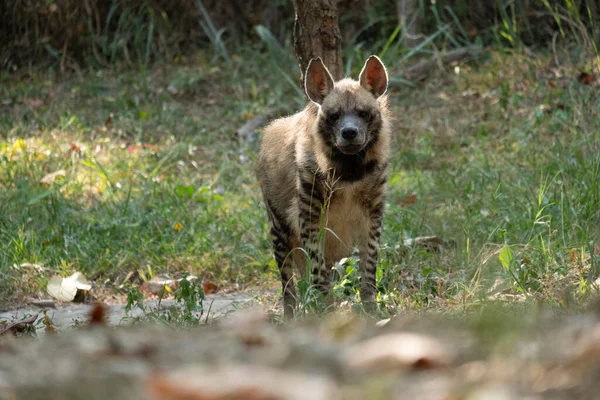 条纹鬣狗的头很大 有黑眼睛 有浓密的鼻孔 耳朵又大又尖 — 图库照片