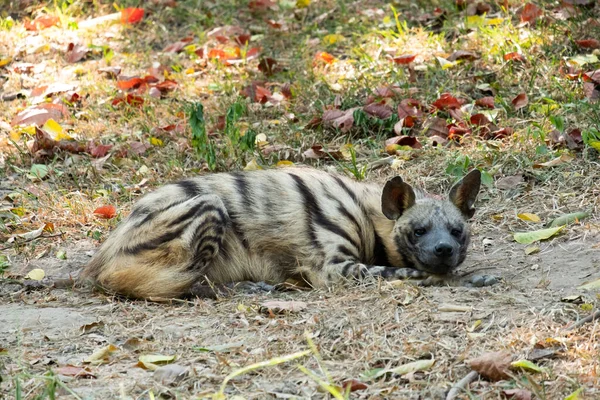 Striped hyenas have a broad head with dark eyes, a thick muzzle, and large, pointed ears.