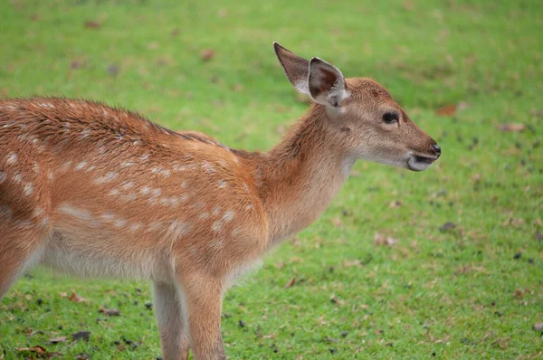 Cerf Sika Bebe Laitue Biche Stock Photo