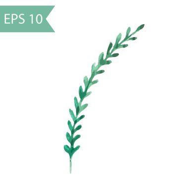 Şimşir şube el çekilmiş suluboya. Vektör görüntü beyaz bir arka plan üzerinde izole bir eğri Şubesi.