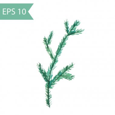 Köknar dalı basit vektör Illustration. Köknar dalı iğneler ile izole suluboya resim.