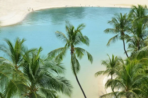 Карибский пляж с пальмами — стоковое фото