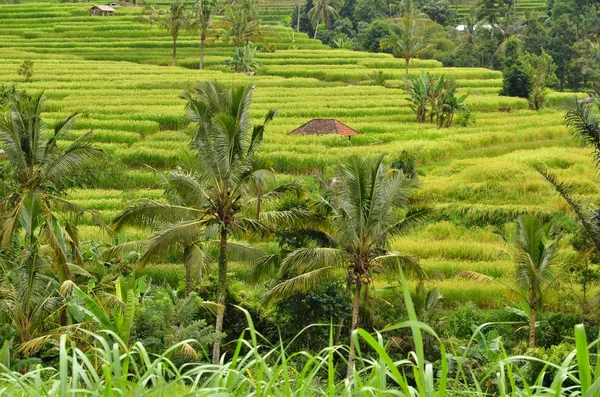 Grüne reisfelder auf bali insel indonesien — Stockfoto