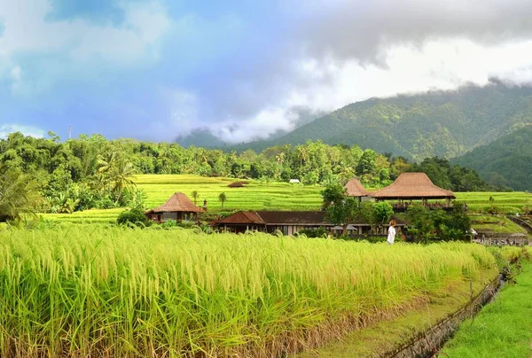 Campos de arroz verde en la isla de Bali Indonesia —  Fotos de Stock
