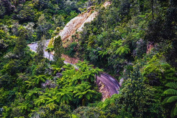 ニュージーランド コロマンデル半島のジャングルの中をカーブの多い道路 — ストック写真