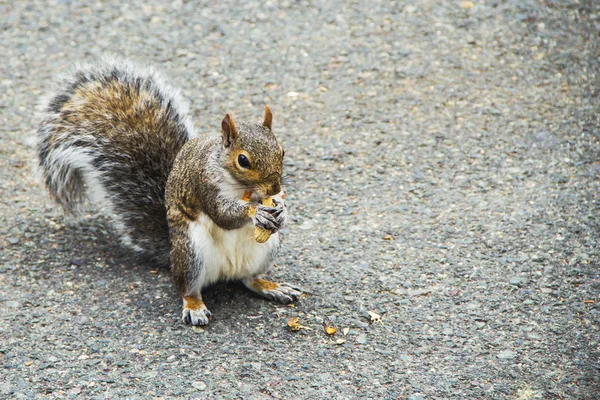 美国波士顿公园里的松鼠吃花生 — 图库照片