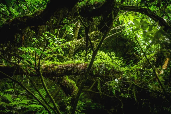 カトリンズ 公園の鬱蒼とした林 ニュージーランド — ストック写真