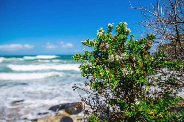 Kwiat Drzewa Pobliżu Oceanu Bluff Nowa Zelandia — Zdjęcie stockowe