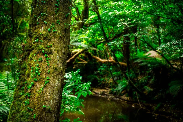 Vackra Träd Catlins Forest Park Nya Zeeland — Stockfoto