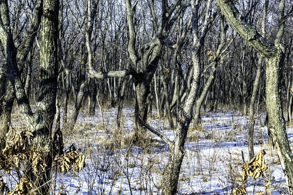 Floresta Inverno Com Árvores Nuas Neve — Fotografia de Stock