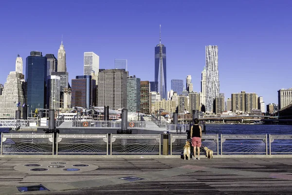 Mujer Con Dos Perros Labradores Paseando Brooklyn Brodge Park Con — Foto de Stock