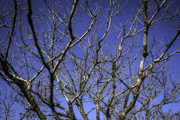 Ramos Árvores Nuas Inverno Céu Azul Claro — Fotografia de Stock