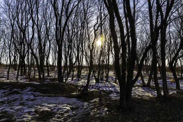 Bare trees in winter lit by the sunlight